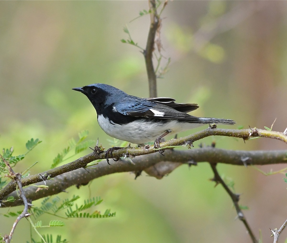 Black-throated Blue Warbler - Suzanne Zuckerman