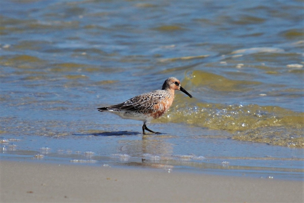 Red Knot - Andrew Lydeard