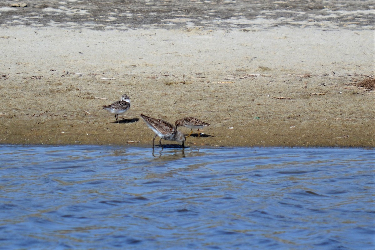 Semipalmated Sandpiper - Andrew Lydeard