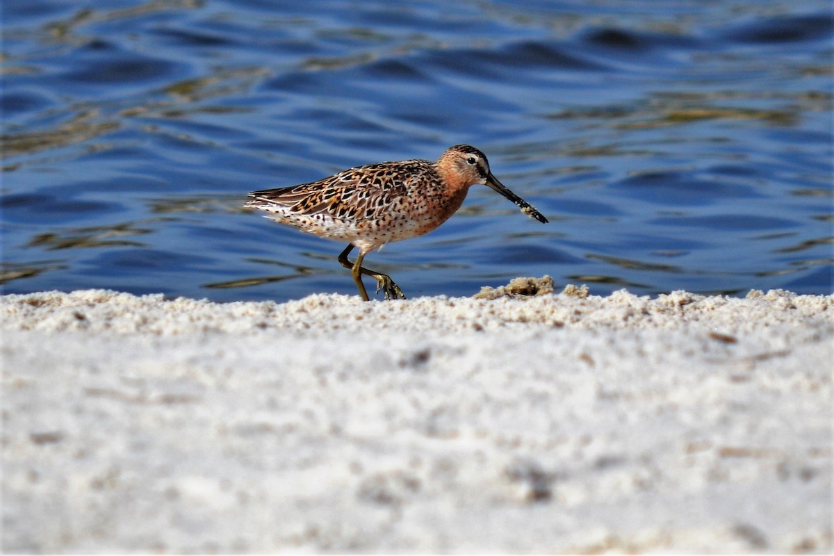 Short-billed Dowitcher - Andrew Lydeard