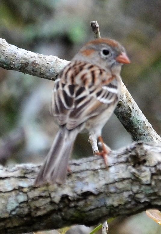Field Sparrow - Belinda Meier