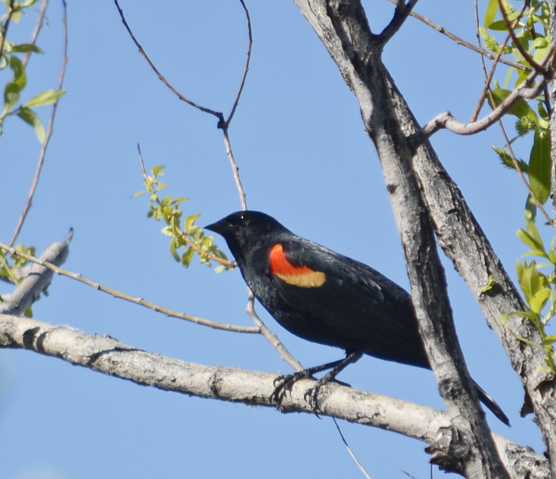 Red-winged Blackbird - Hal Robins