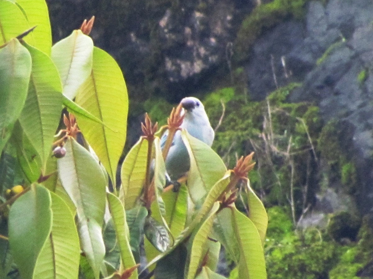 Blue-gray Tanager - ML99122761