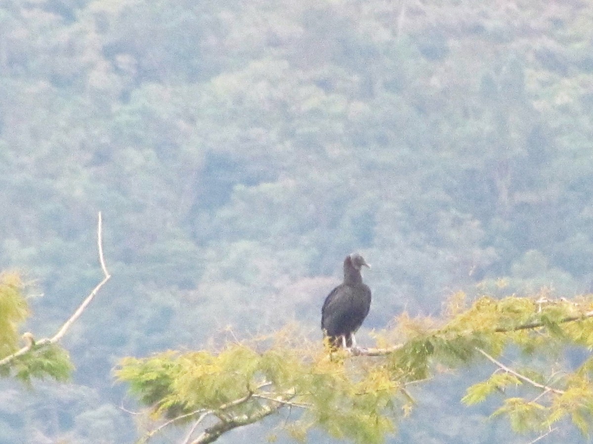Black Vulture - ML99122911
