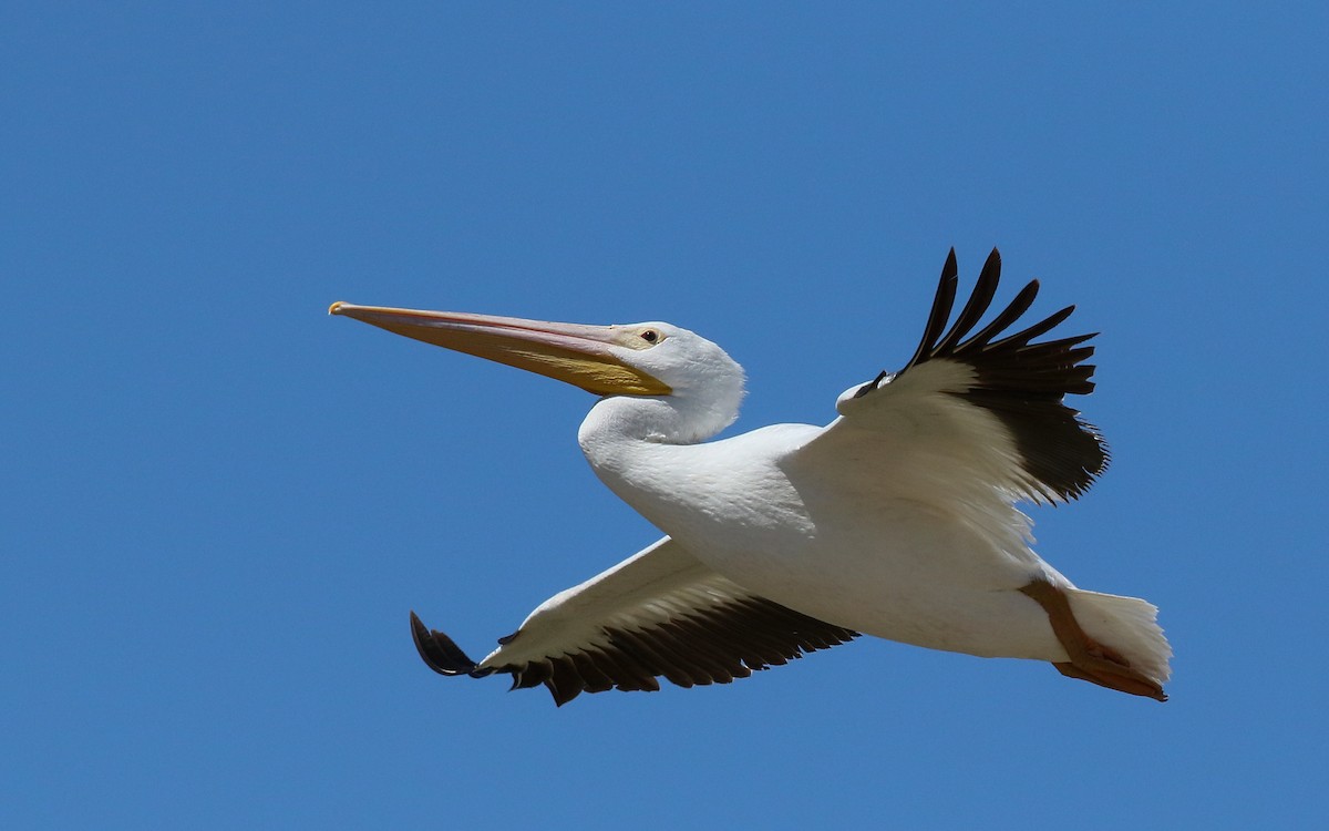 American White Pelican - Chris McCreedy - no playbacks