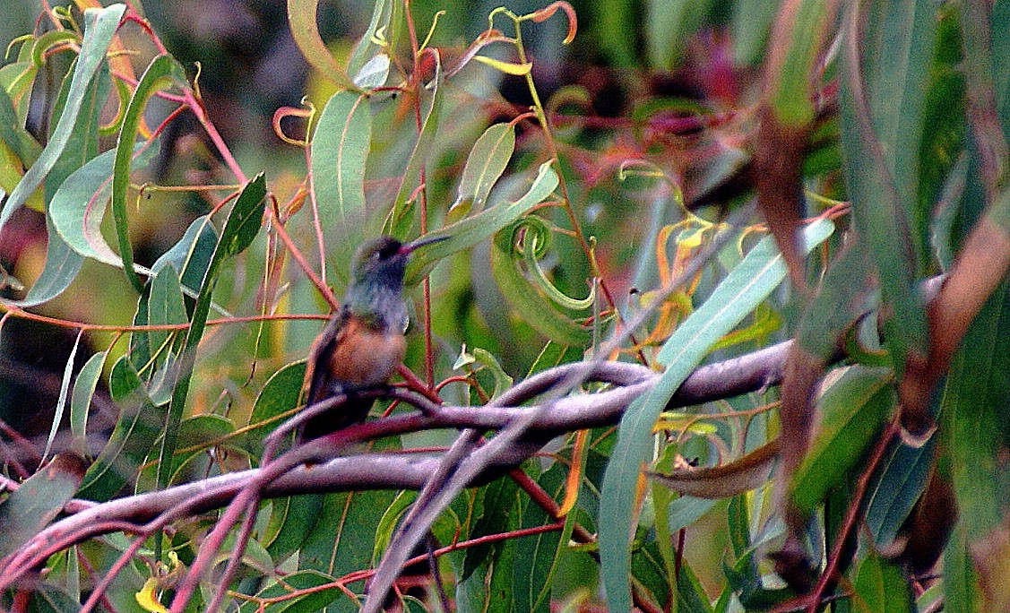 Amazilia Hummingbird - ML99125761