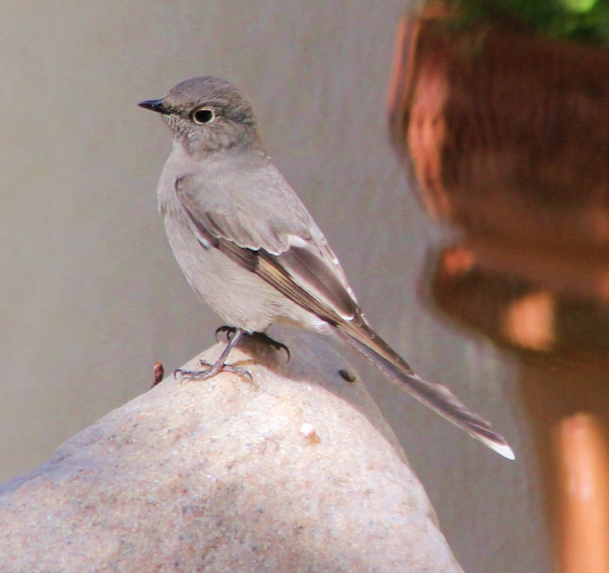 Townsend's Solitaire - Chet McGaugh