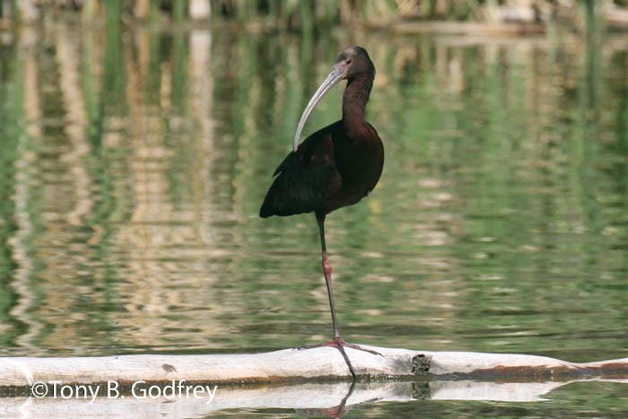 ibis americký - ML99129591