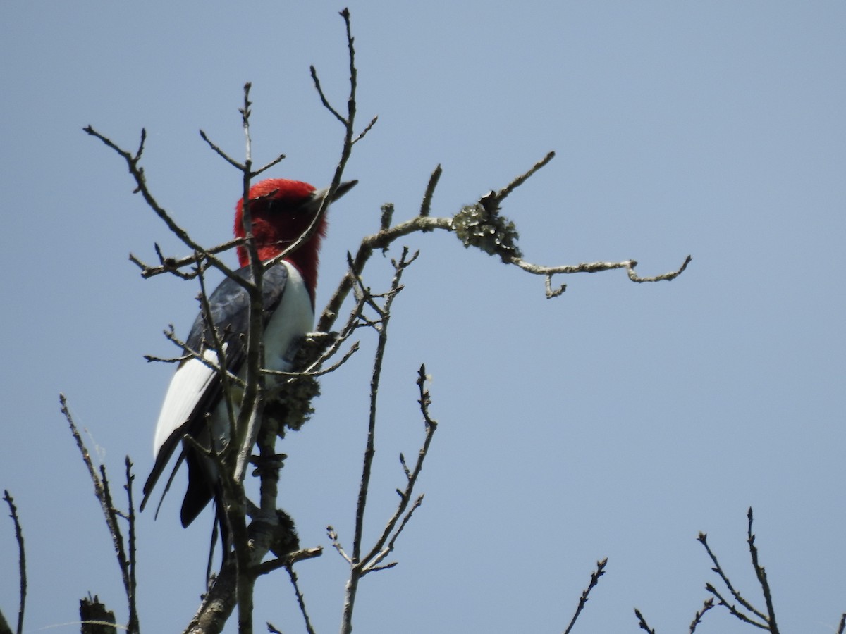 Red-headed Woodpecker - Carlton Noll
