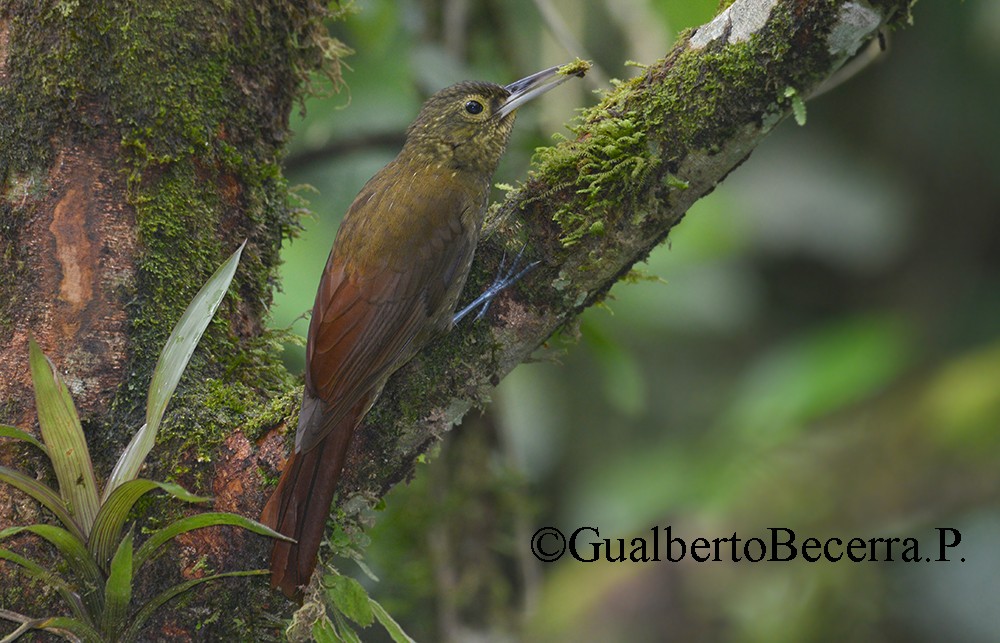 Spotted Woodcreeper - ML99137081