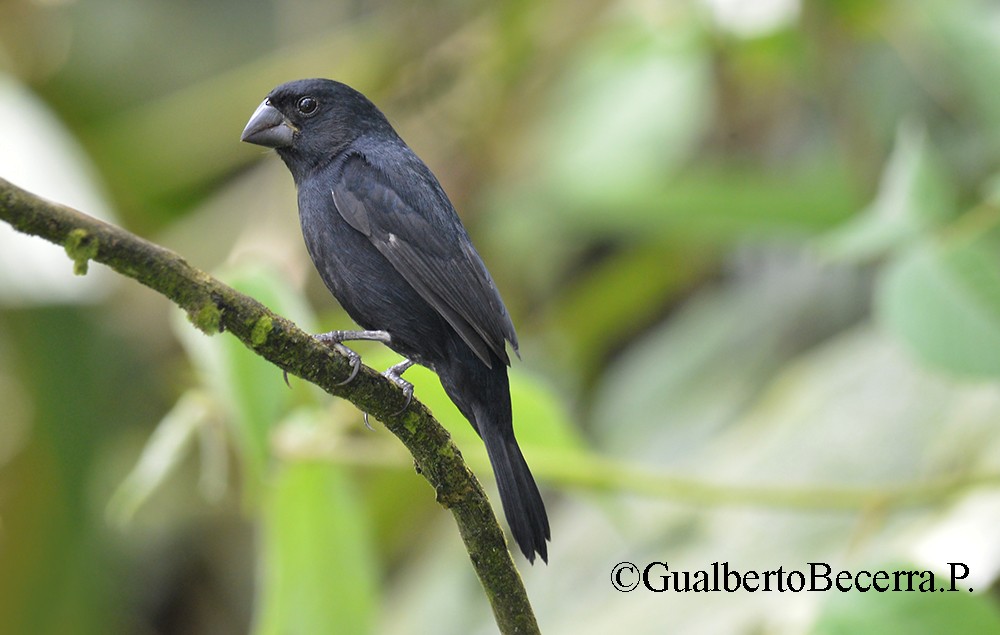 Thick-billed Seed-Finch - Gualberto Becerra