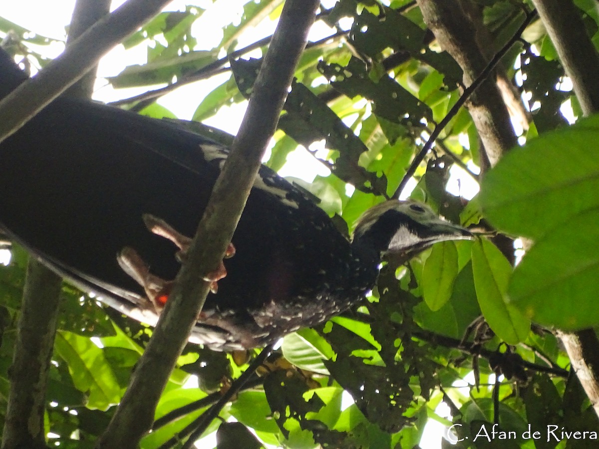 Blue-throated Piping-Guan - ML99137671
