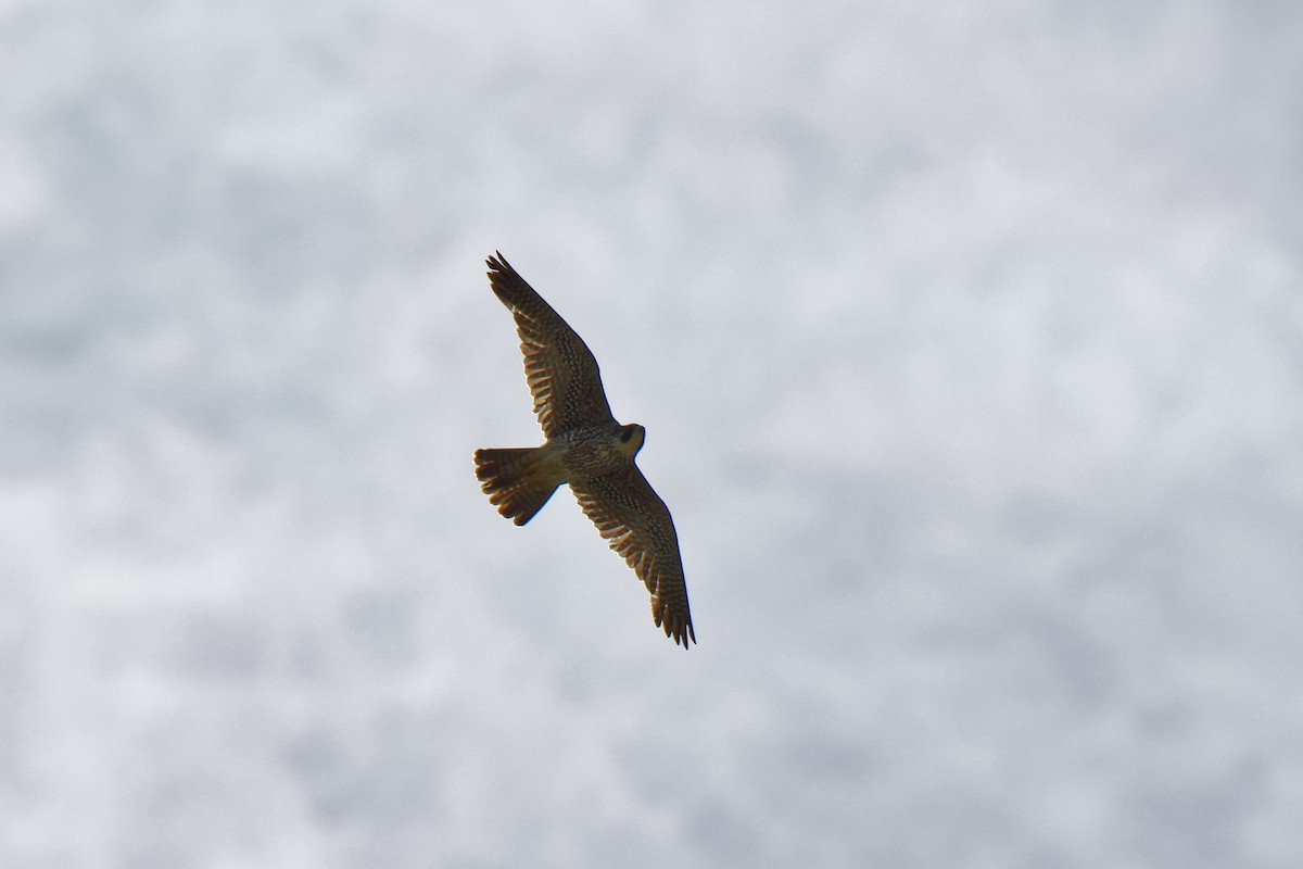 Peregrine Falcon (North American) - ML99140621