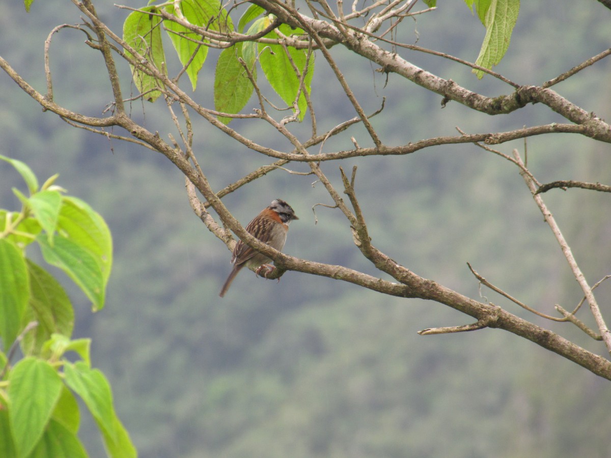 Rufous-collared Sparrow - ML99140921