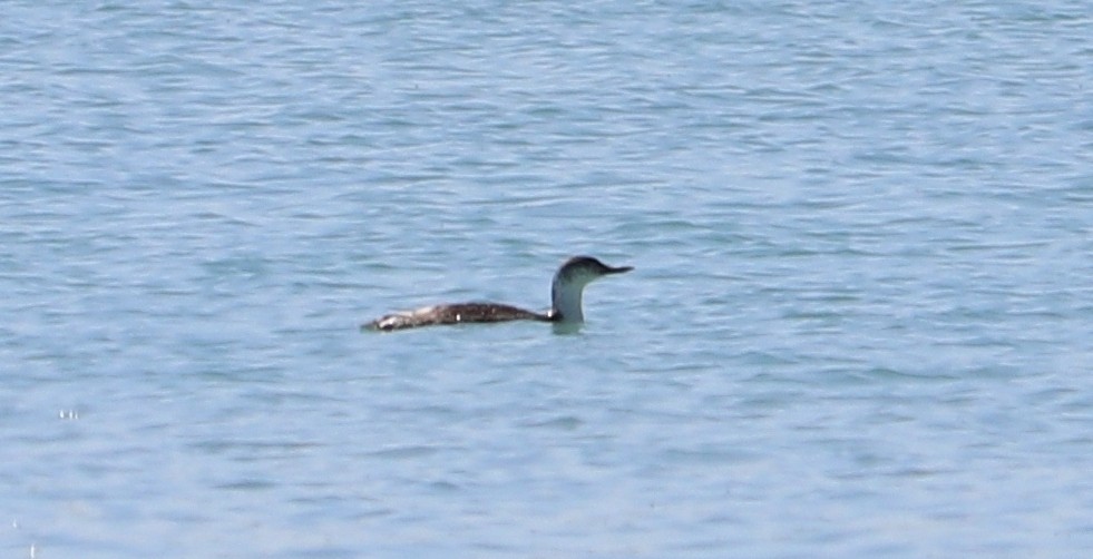 Red-throated Loon - ML99141861
