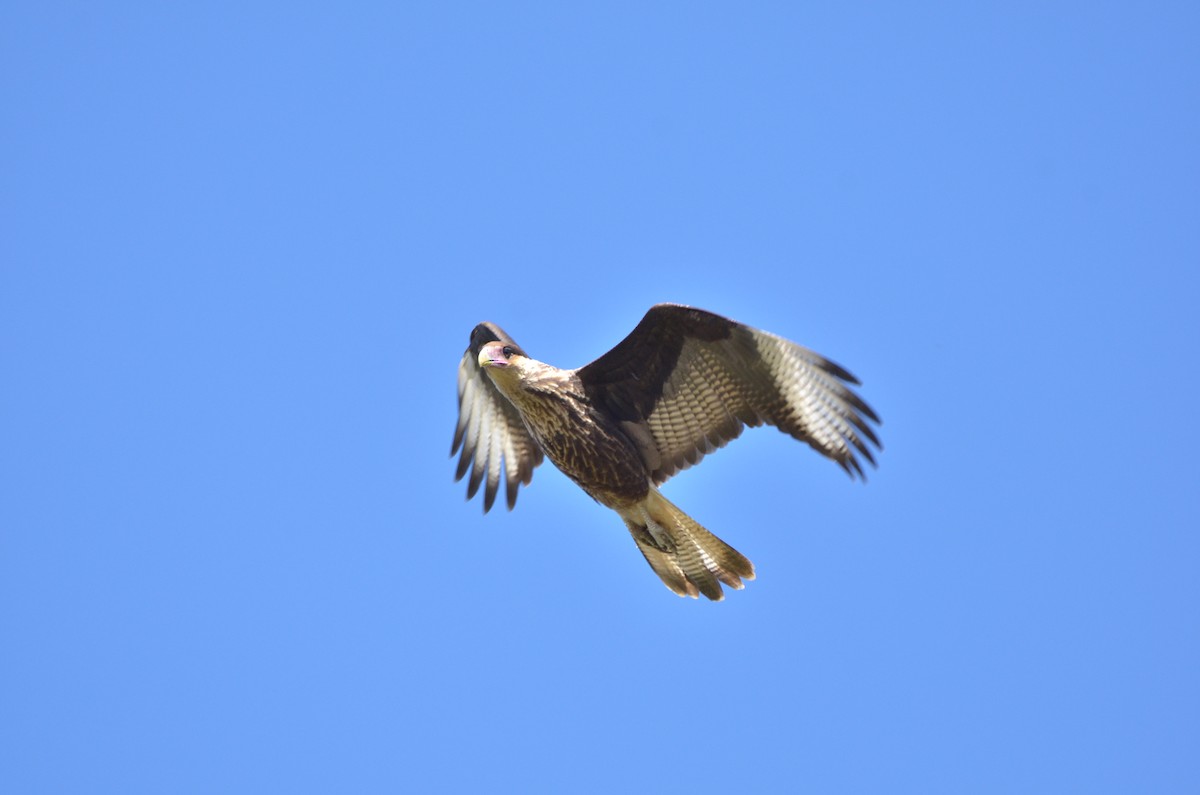 Crested Caracara (Southern) - ML99144711