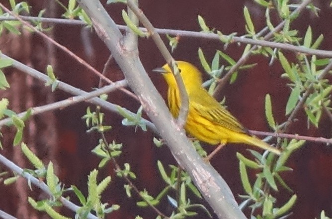 Yellow Warbler - R O