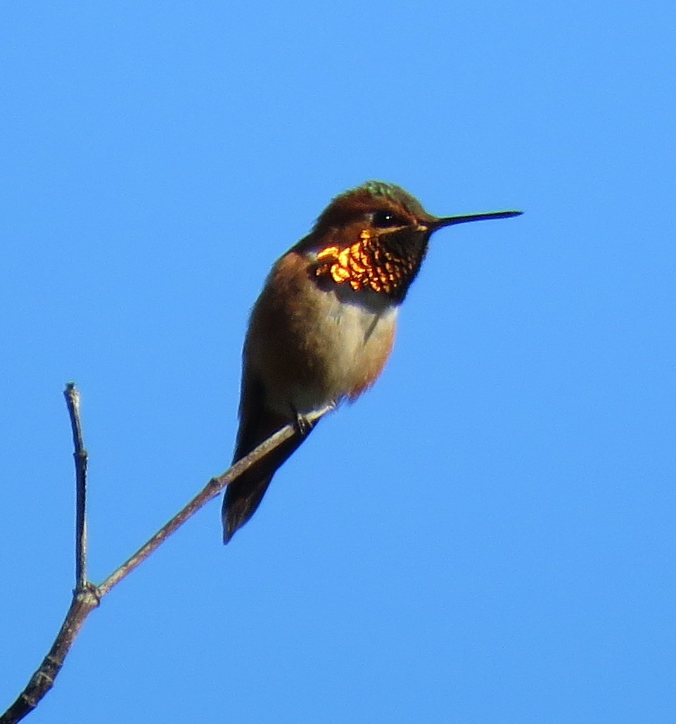 Rufous Hummingbird - Kathryn Clouston