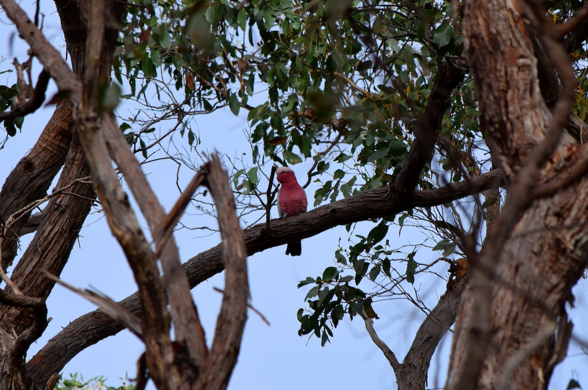 kakadu růžový - ML99147101