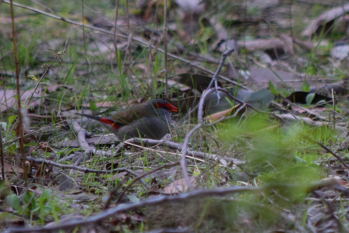 Red-browed Firetail - Gregory Bryan