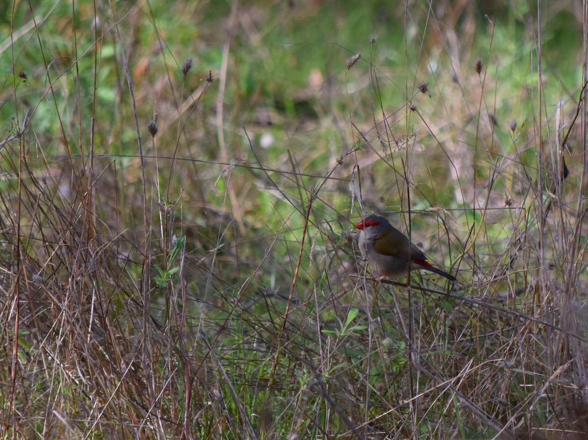 Red-browed Firetail - ML99148111