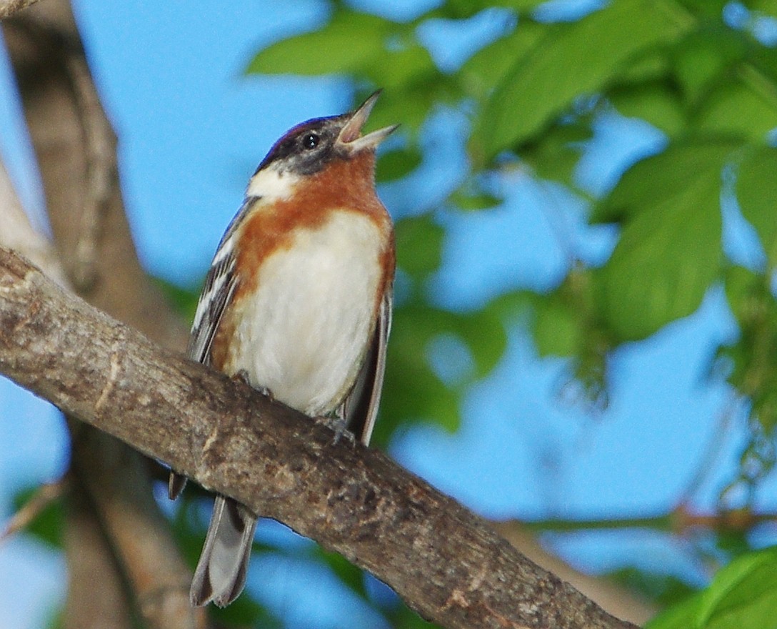 Bay-breasted Warbler - ML99149161
