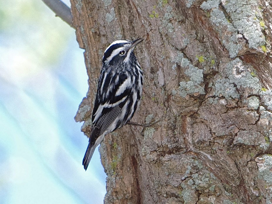 Black-and-white Warbler - ML99149231