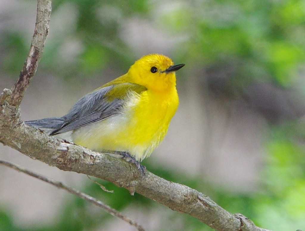 Prothonotary Warbler - ML99149261