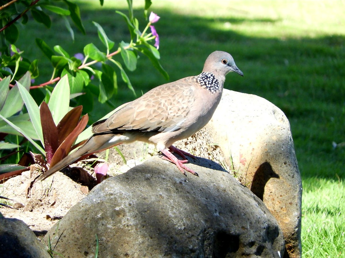 Spotted Dove - Billy Hood