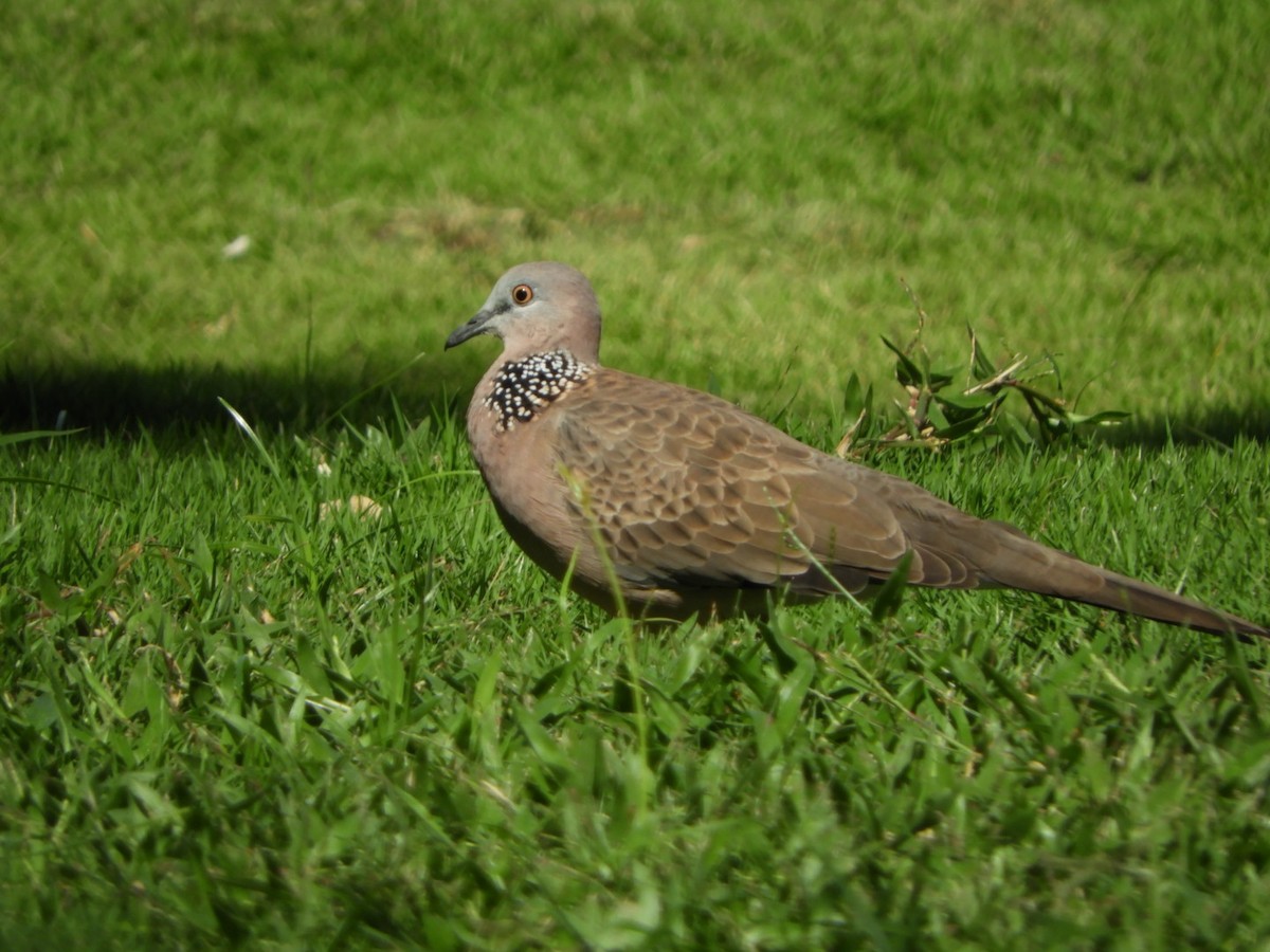 Spotted Dove - Billy Hood