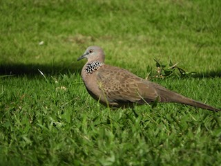 Spotted Dove, ML99150101