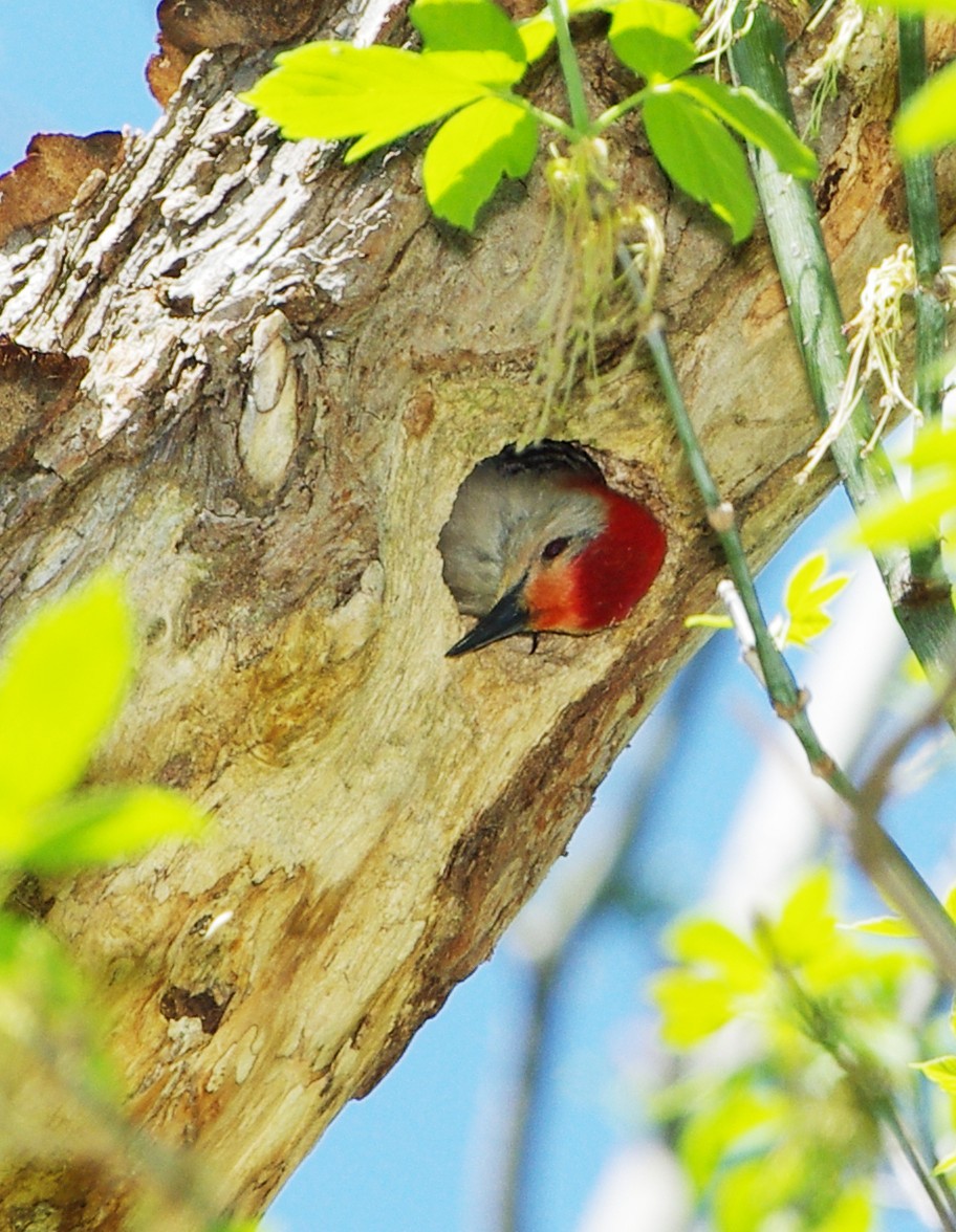 Red-bellied Woodpecker - ML99150321