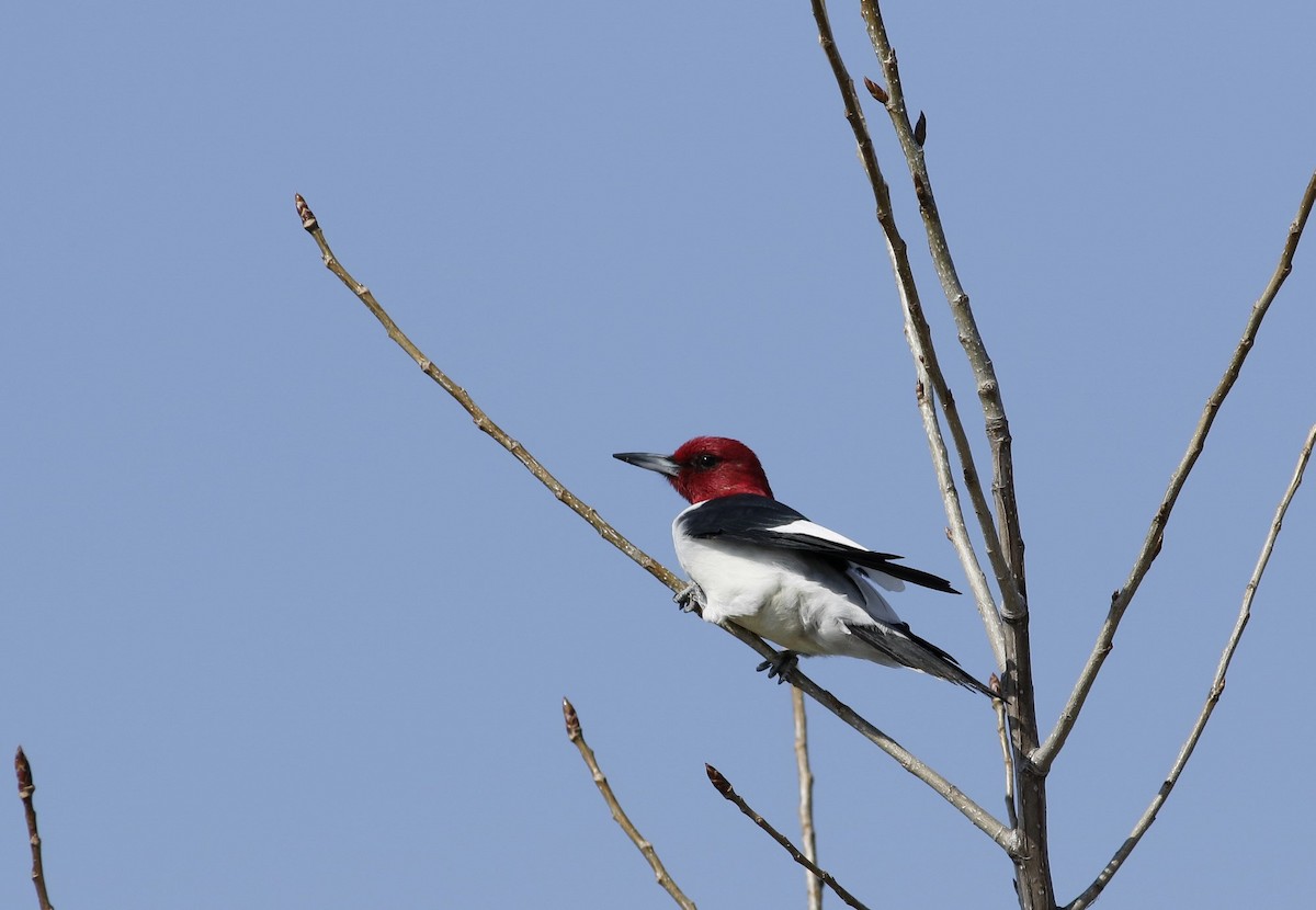Red-headed Woodpecker - Phillip Odum