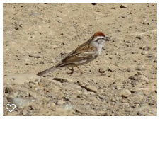 Chipping Sparrow - Bill Pelletier