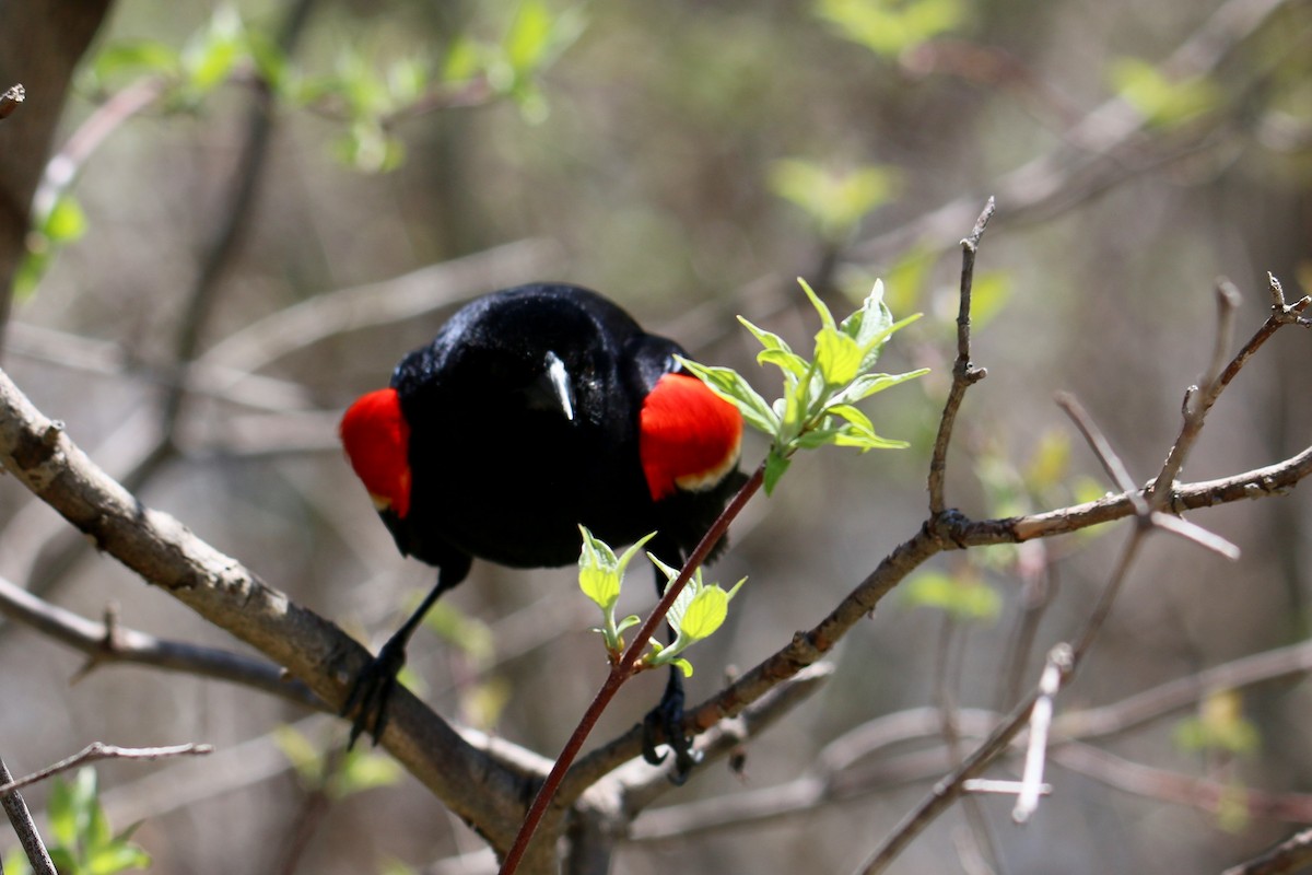 Red-winged Blackbird - ML99151061