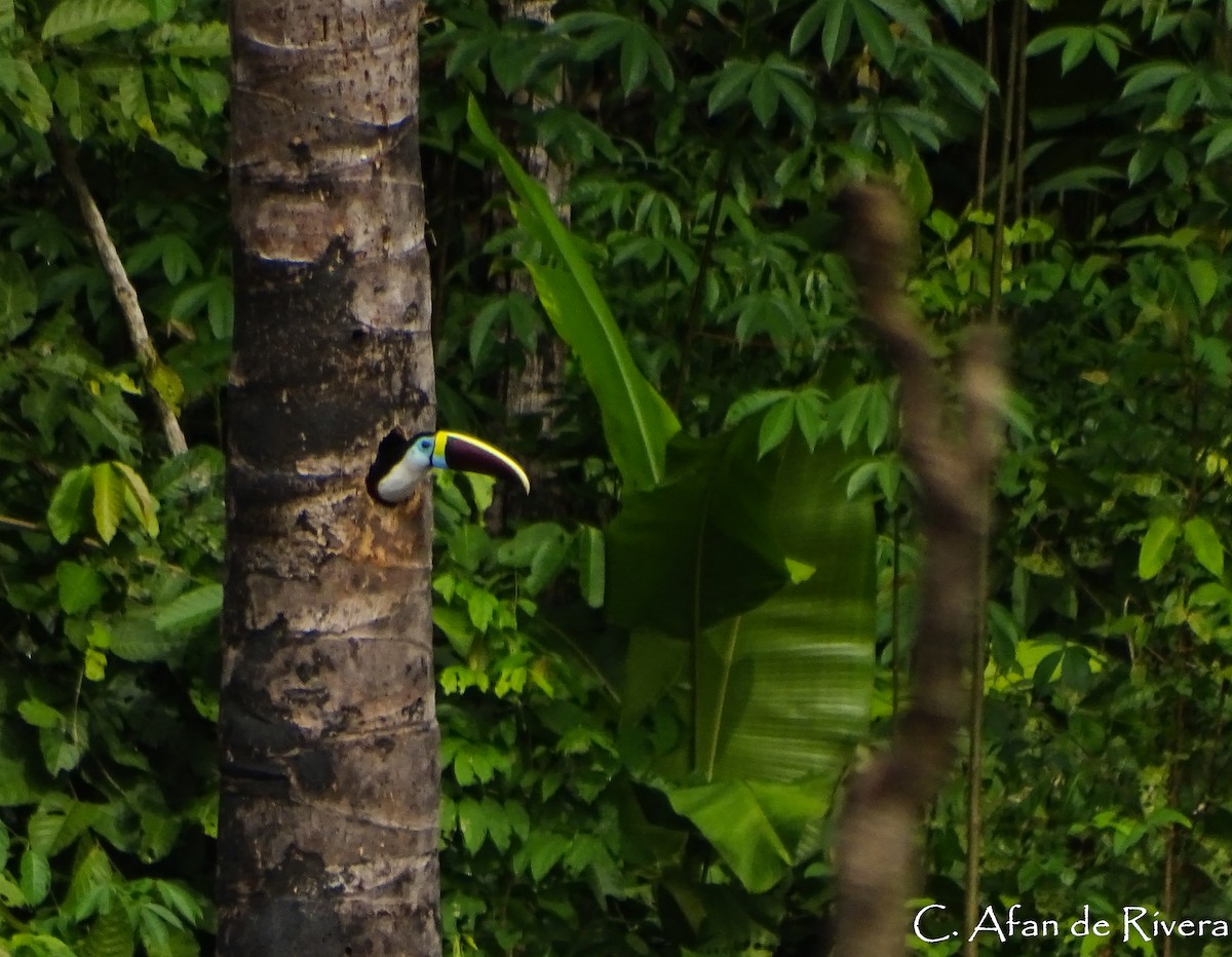 White-throated Toucan - Carolina Afan de Rivera