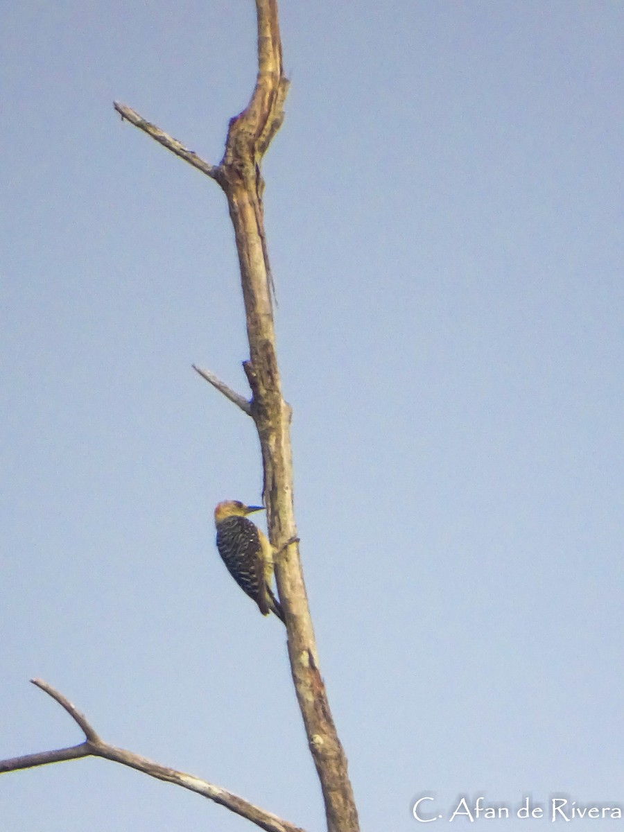 Red-crowned Woodpecker - ML99154421