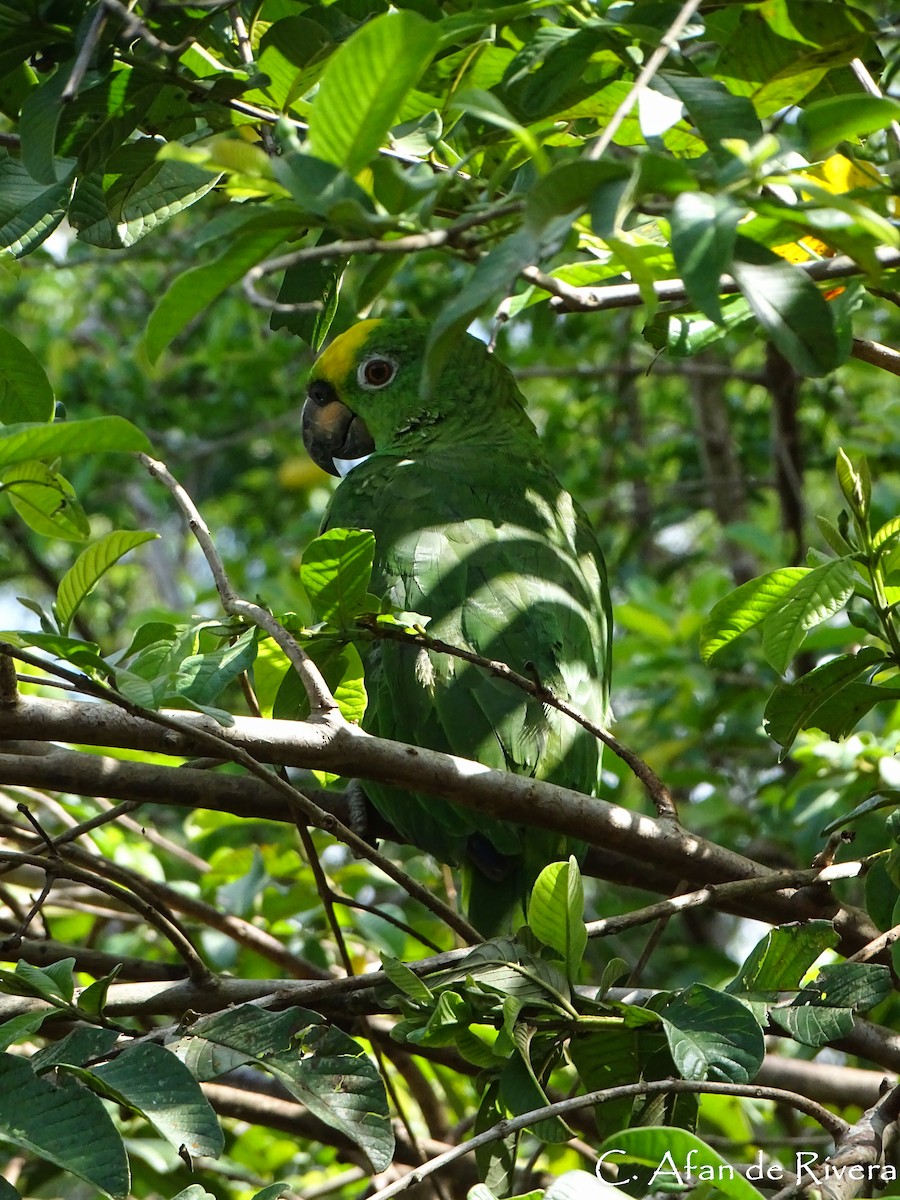 Yellow-crowned Parrot - ML99155461