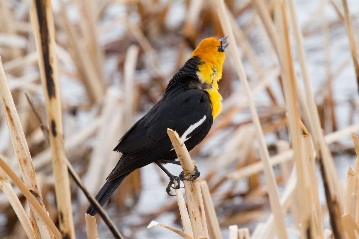 Yellow-headed Blackbird - ML99157571