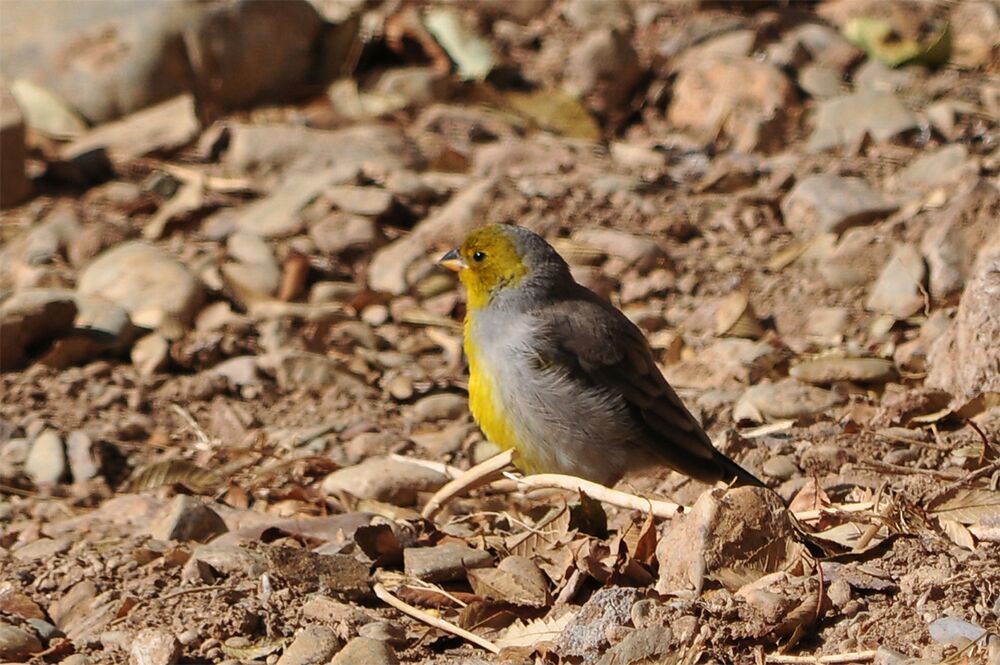 Citron-headed Yellow-Finch - Jujuy Province