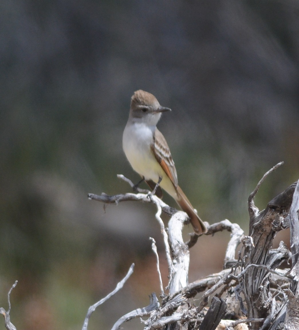 Ash-throated Flycatcher - Clive Harris