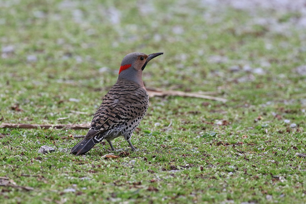 Northern Flicker (Yellow-shafted) - Charley Hesse TROPICAL BIRDING