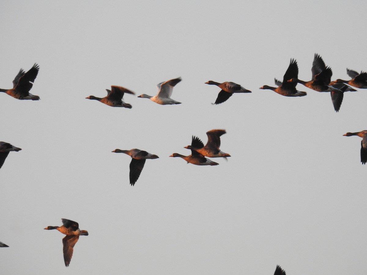 Greater White-fronted Goose - ML99169011