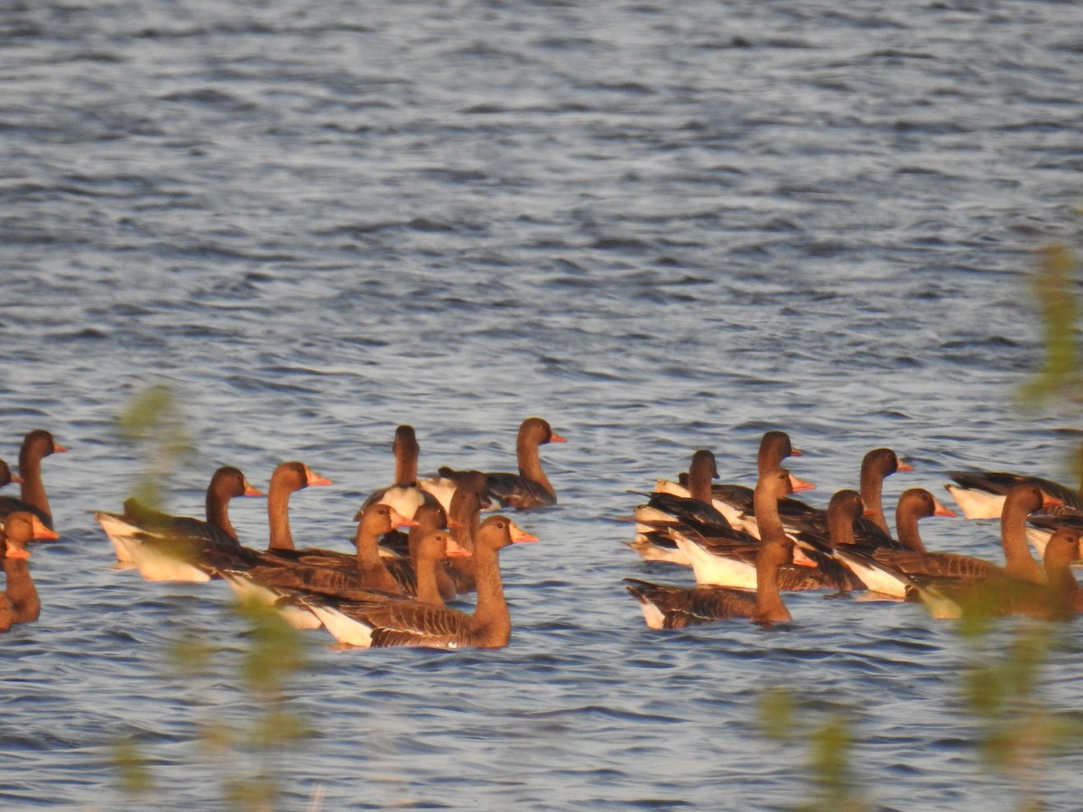 Greater White-fronted Goose - ML99169031