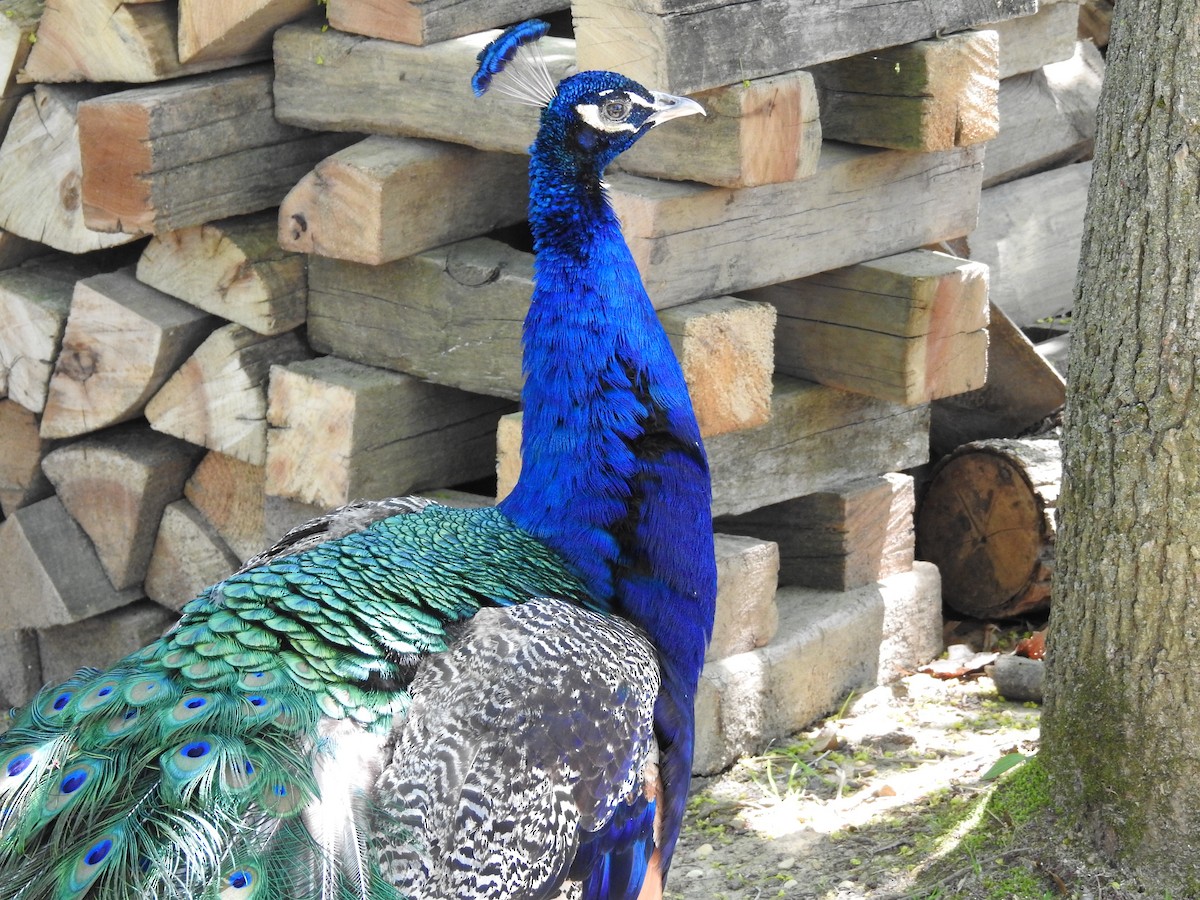 Indian Peafowl (Domestic type) - ML99172061