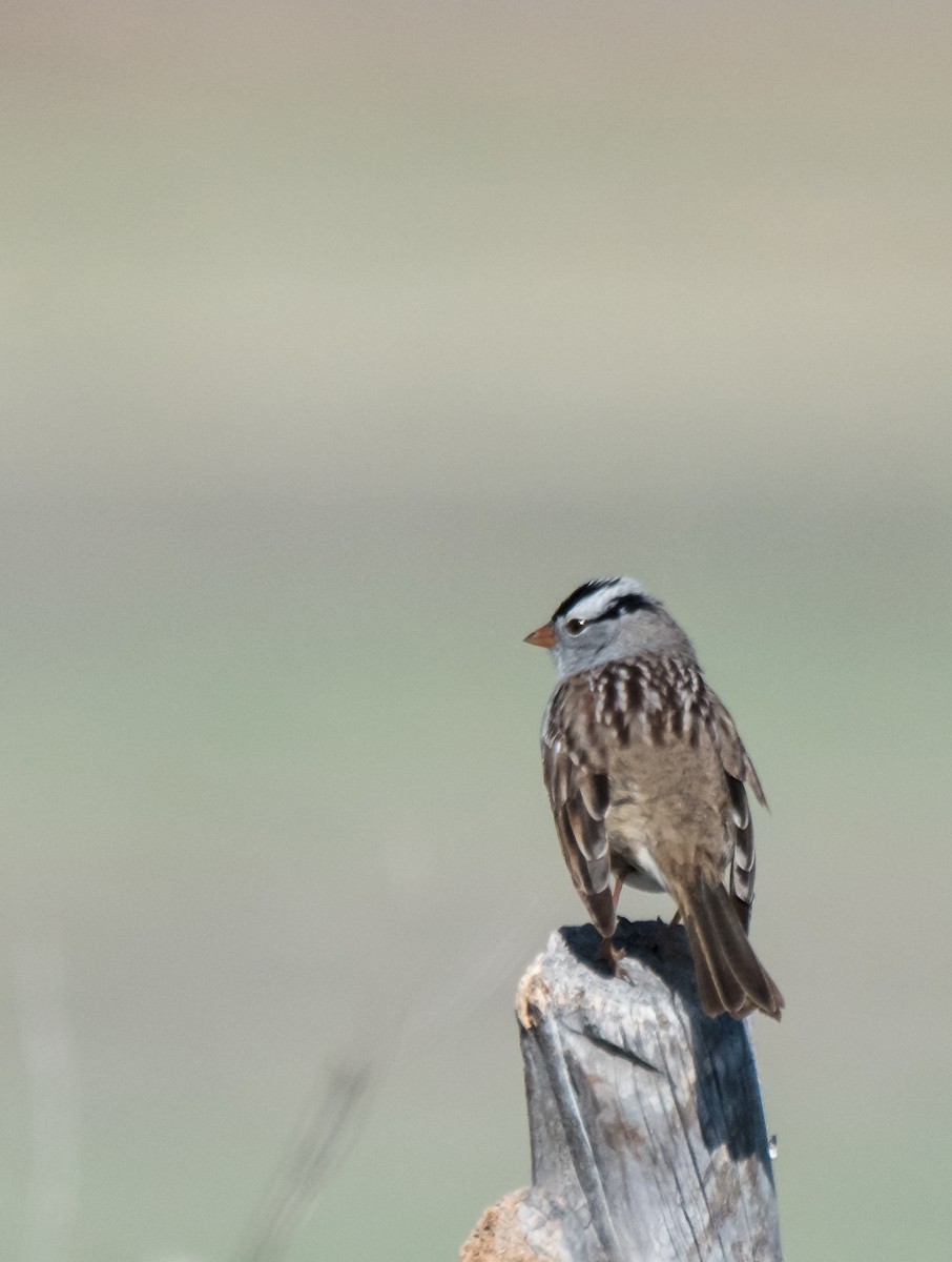 EBird Checklist 4 May 2018 Brush Prairie Ponds SWA 26 Species