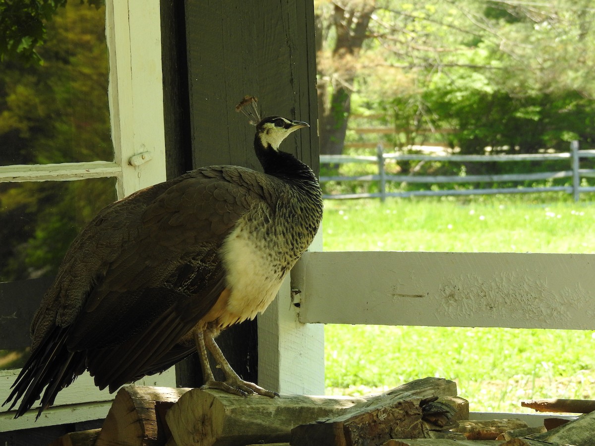 Indian Peafowl (Domestic type) - Aubrey Merrill