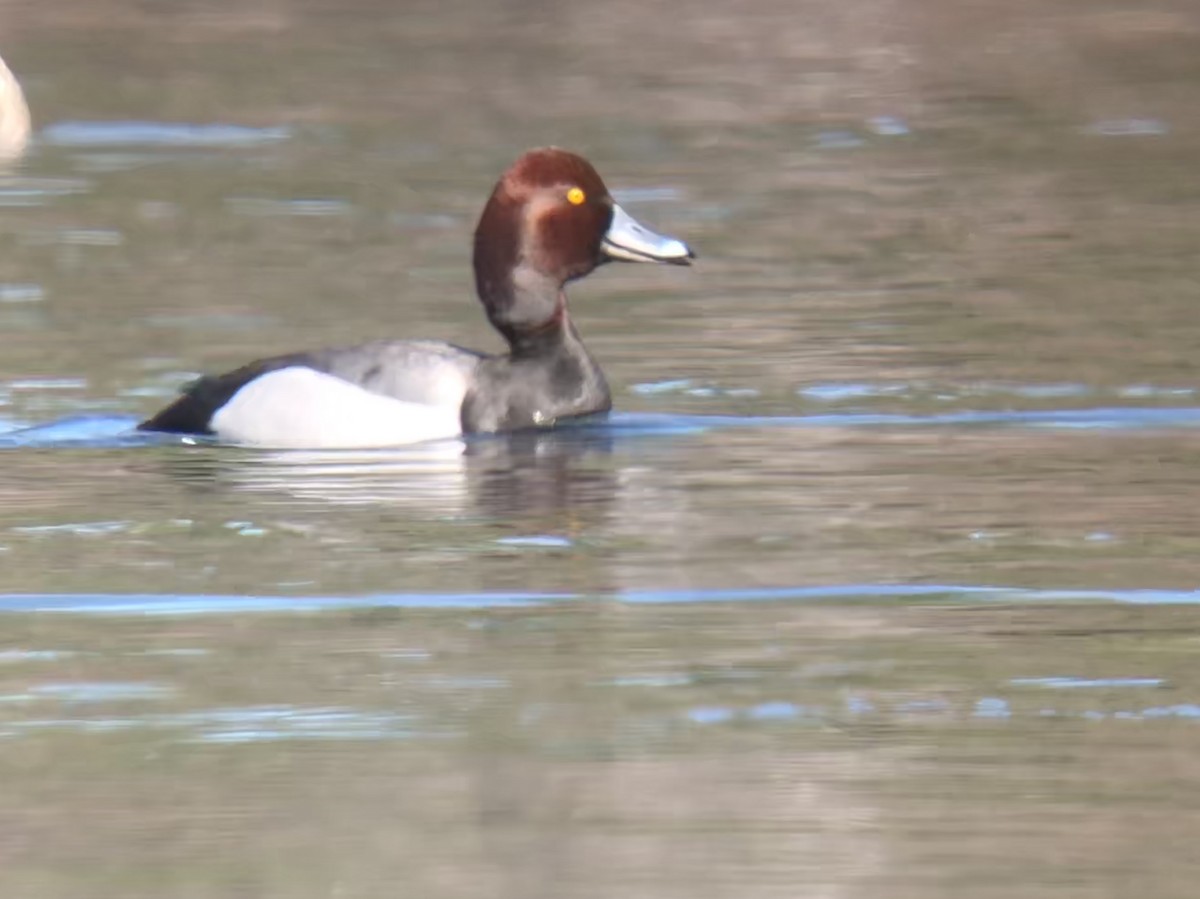 Redhead x Ring-necked Duck (hybrid) - ML99172661