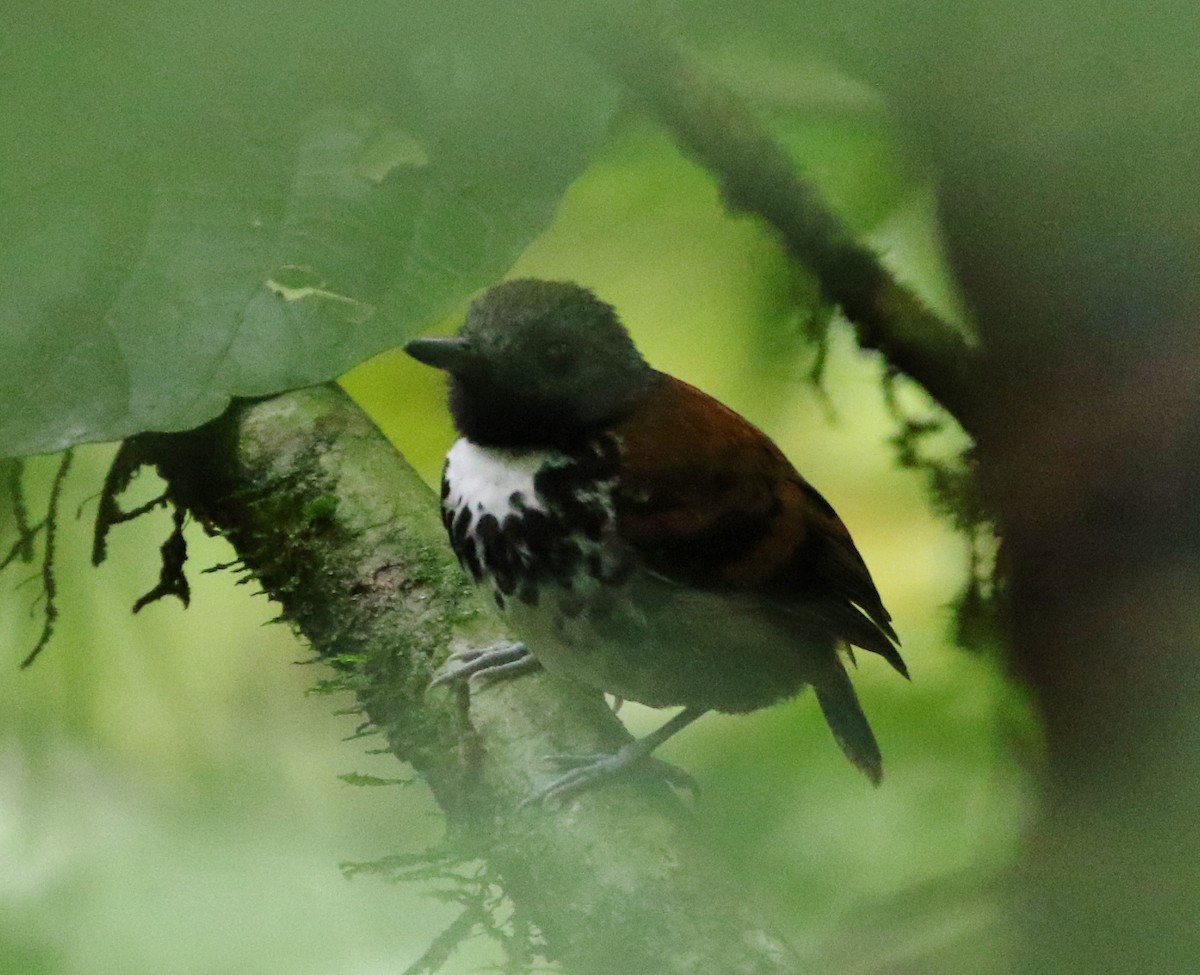 Spotted Antbird - ML99172971