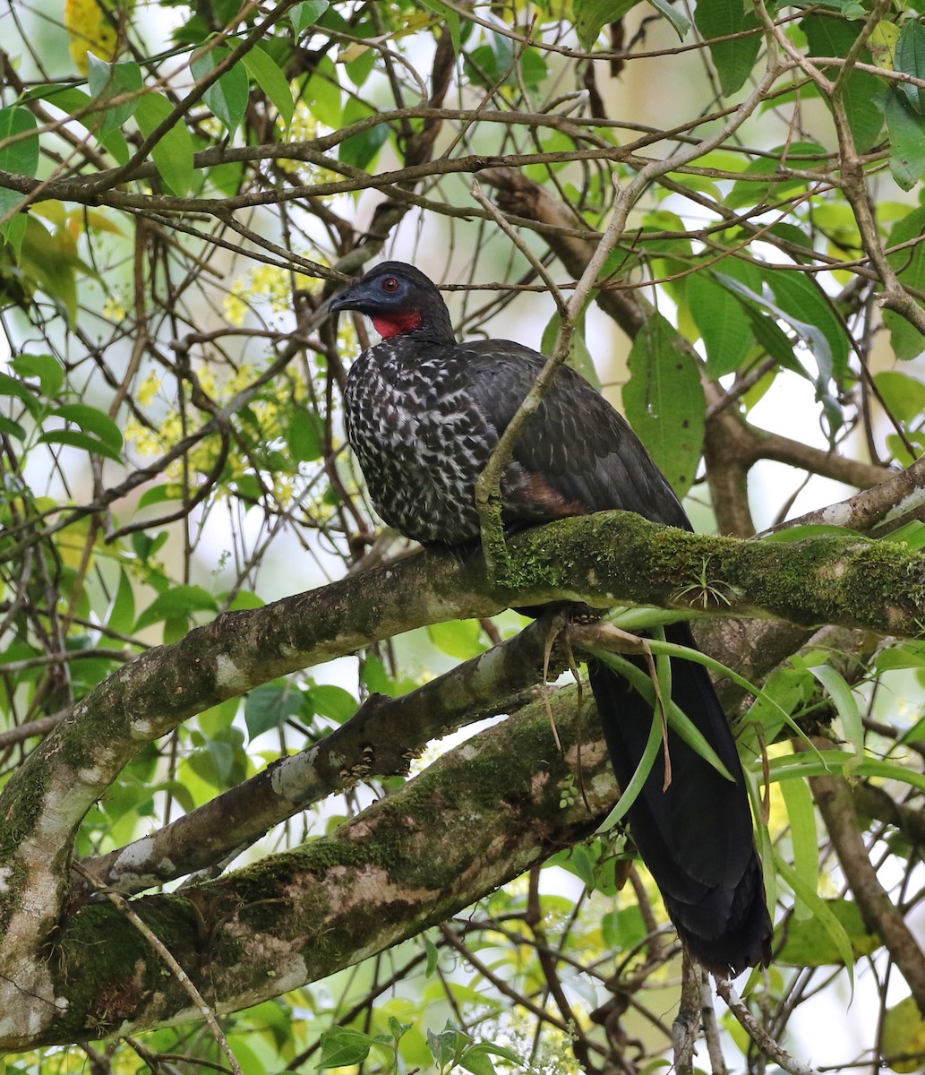 Crested Guan - ML99173061